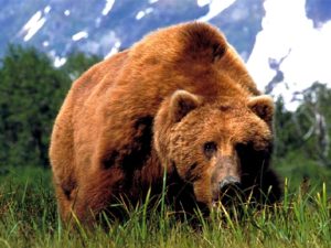 Самый большой медведь